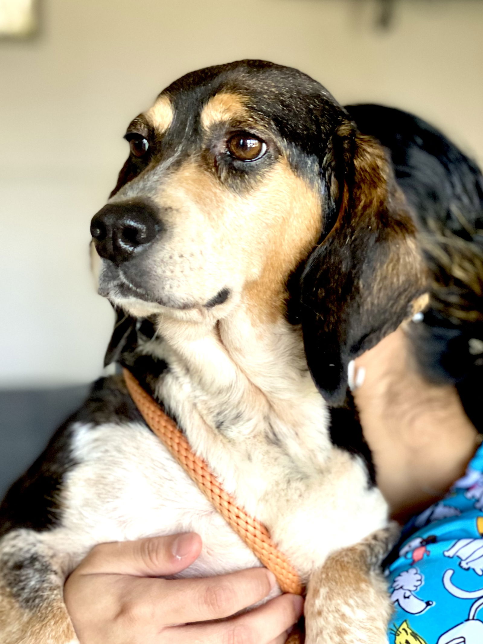 Dog for Adoption - Wilma *Adopt or Foster*, a Beagle in Greater Upper