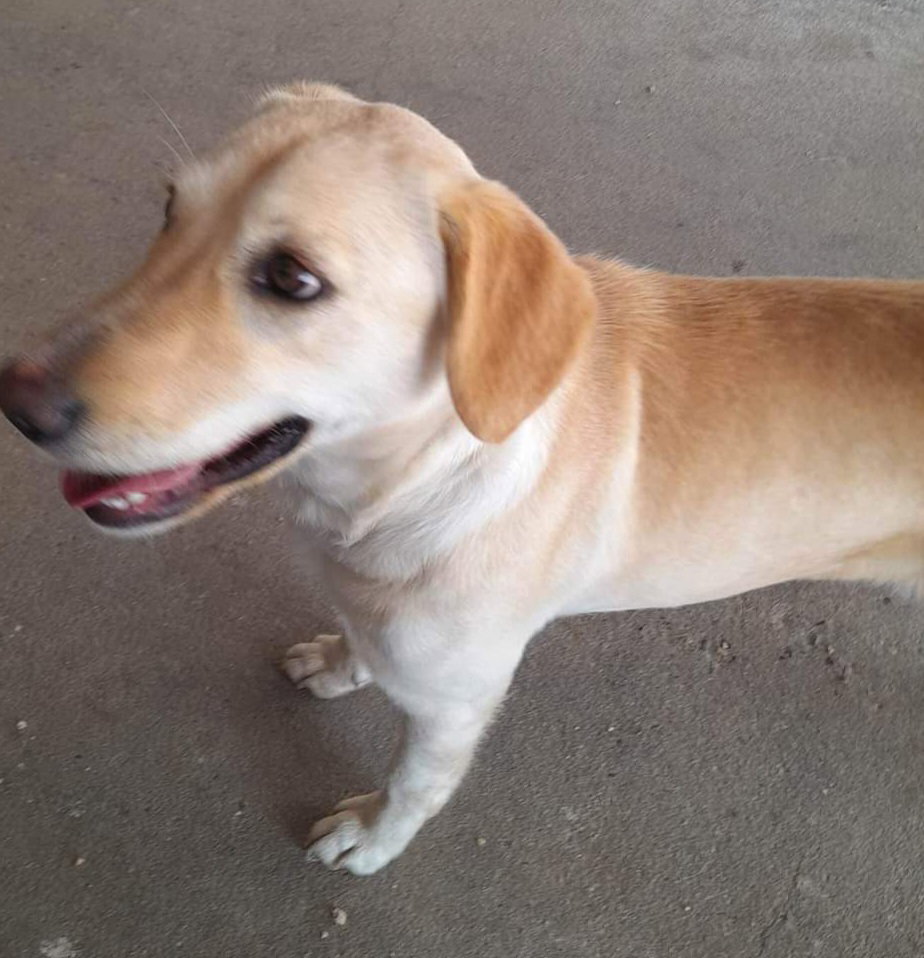 Dog for Adoption Sandy *Adopt or foster*, a Labrador Retriever in