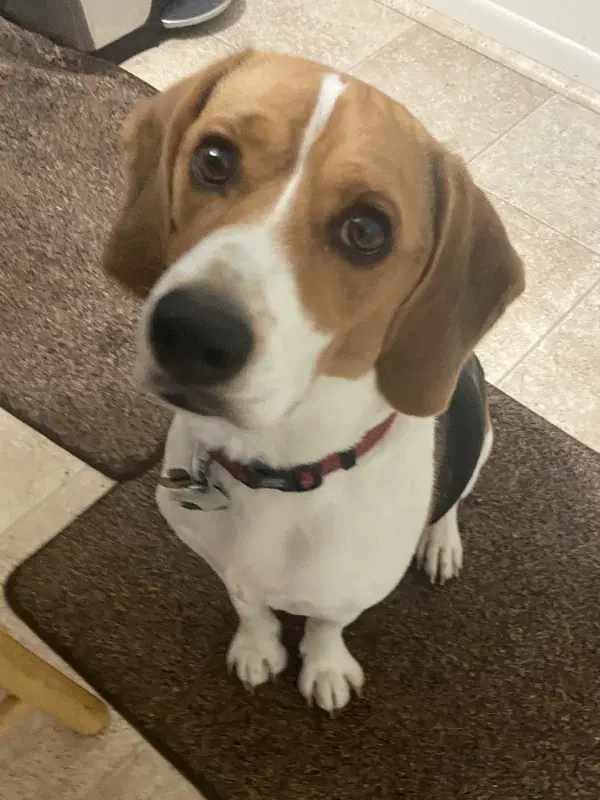 Boomer Currently Unavailable image 3