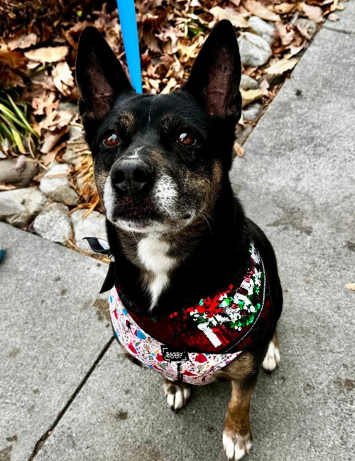 Jamie *Foster or Adopt *, an adoptable Shepherd in Fairfax, VA