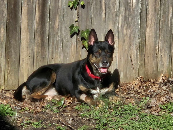 Jamie *Foster or Adopt *