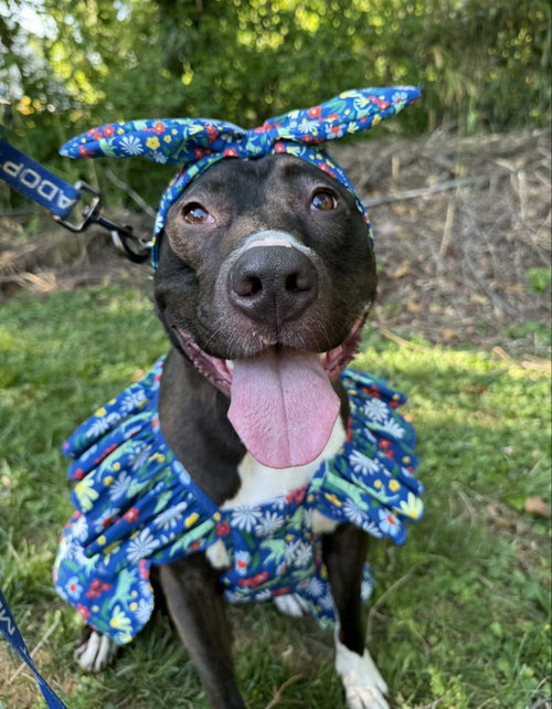 Photo 2 of Brenda *Adopt*