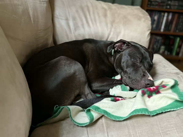 Brenda *Adopt*