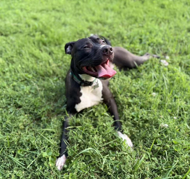 Brenda Adopt