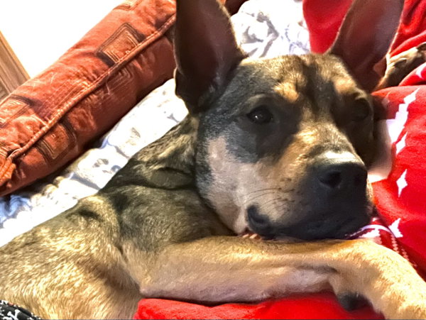 Ranger *Adopt*