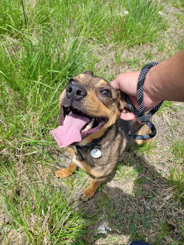 Ranger Adopt image 3