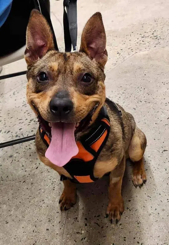 Ranger Adopt image 2