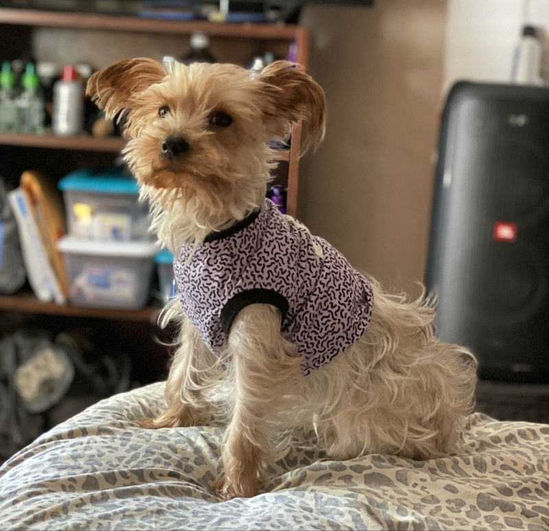 Dog for Adoption - Rosie *Adopt or Foster *, a Yorkshire Terrier Yorkie ...