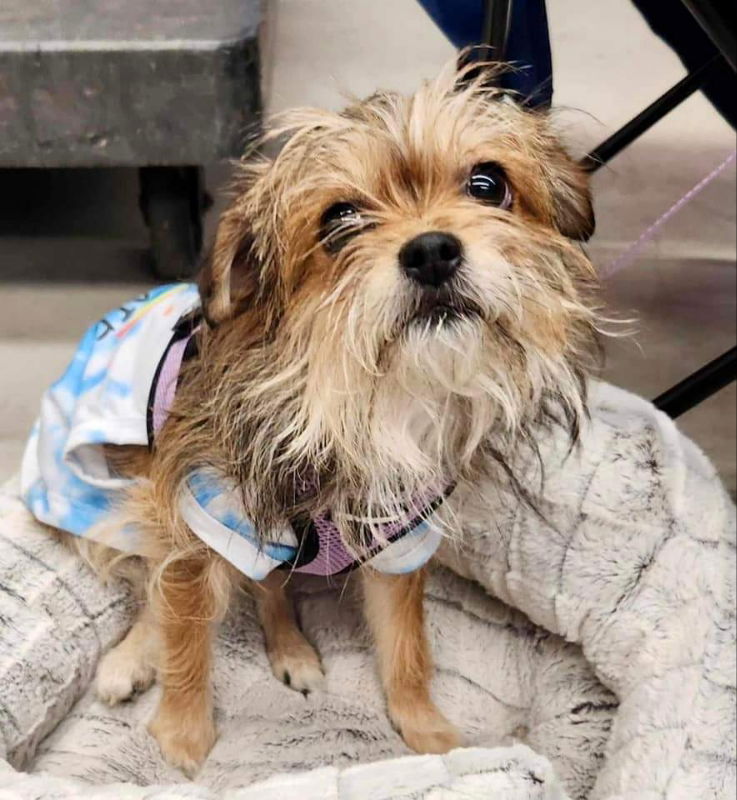 Dog for Adoption - Jenny *Adopt or Foster *, a Yorkshire Terrier Yorkie ...