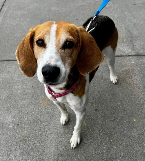 Taylor *Adopt*, an adoptable Hound in Fairfax, VA