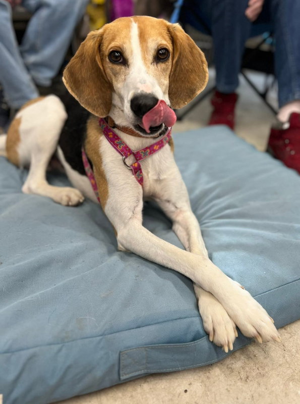 Taylor *Adopt or Foster*