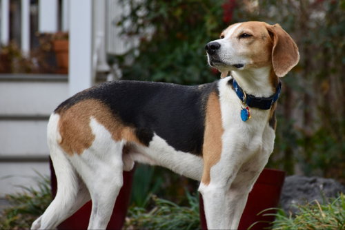 Taylor *Adopt*, an adoptable Hound in Fairfax, VA