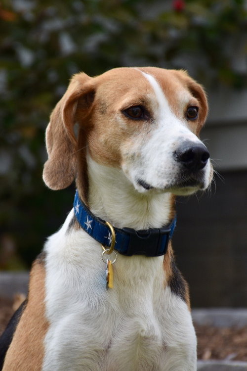 Photo 3 of Taylor *Adopt*