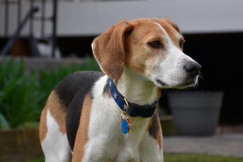 Photo 2 of Taylor *Adopt*