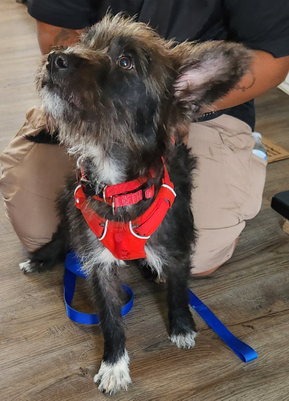 Jock *Adopt or Foster*
