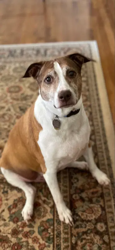 Cocoa - Cross Post - Ibizan Hound