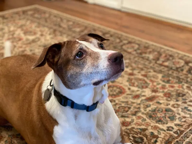 Cocoa - Cross Post image 2