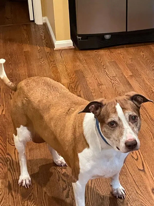 Cocoa - Cross Post image 3