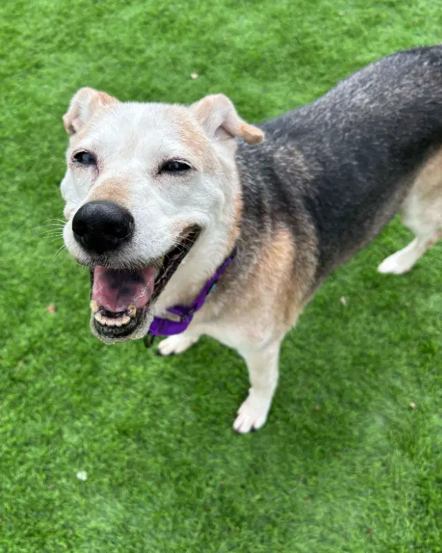 Sissy Adopt - Retriever