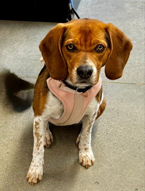 Bailey *Adopt or Foster*, an adoptable Beagle in Fairfax, VA