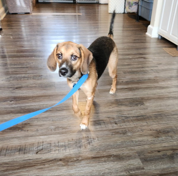 Bonnie *Adoption Pending*