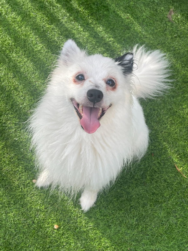 Domino *Adoption Pending*