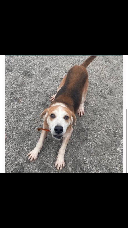 Gomer *Cross post, photo 2