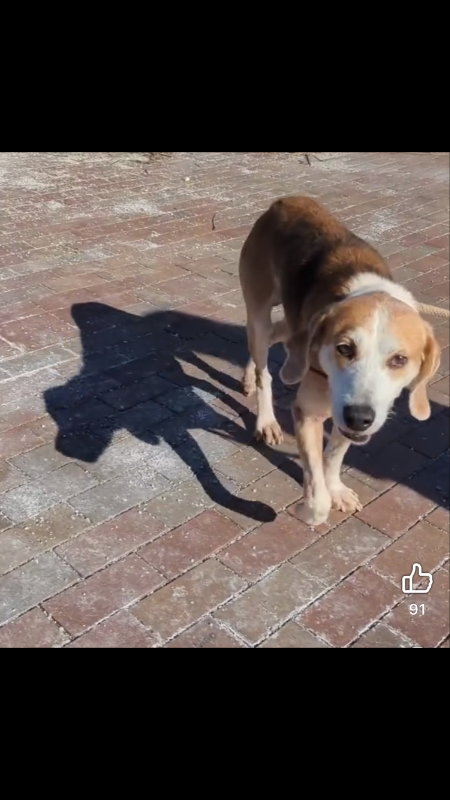 Gomer *Cross post, photo 3
