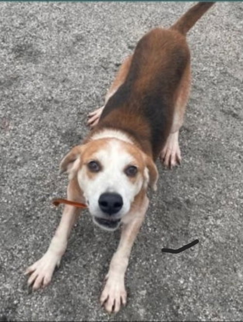 Gomer *Cross post*, an adoptable Beagle in Fairfax, VA