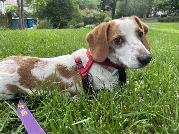 PJ *Adopt or Foster*