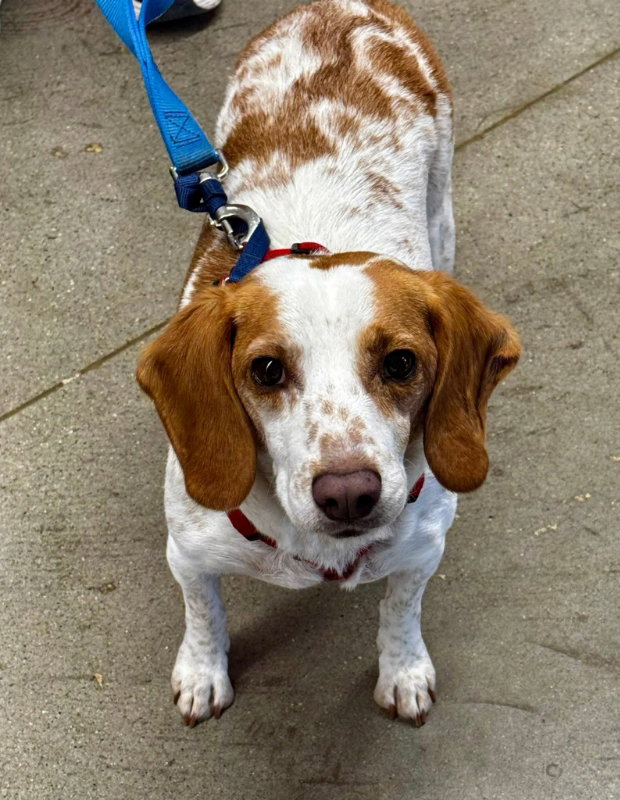 PJ *Adopt*