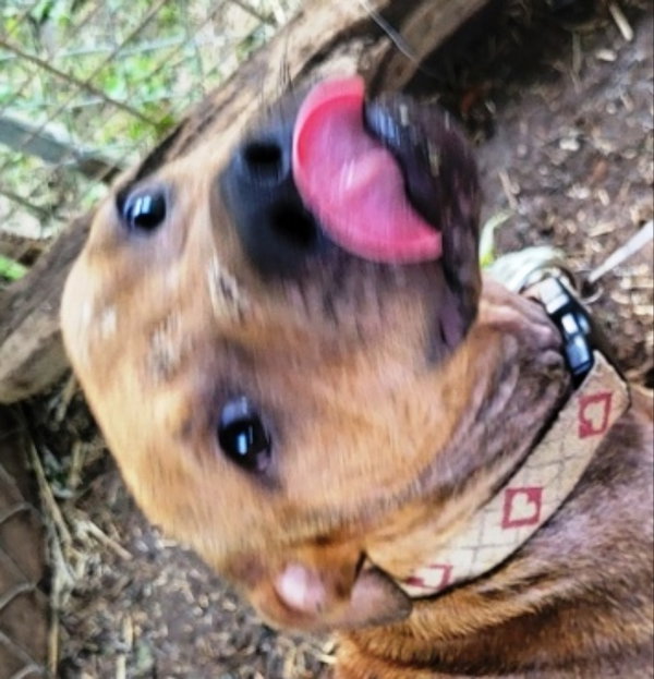 Shorty *Adopt or Foster*