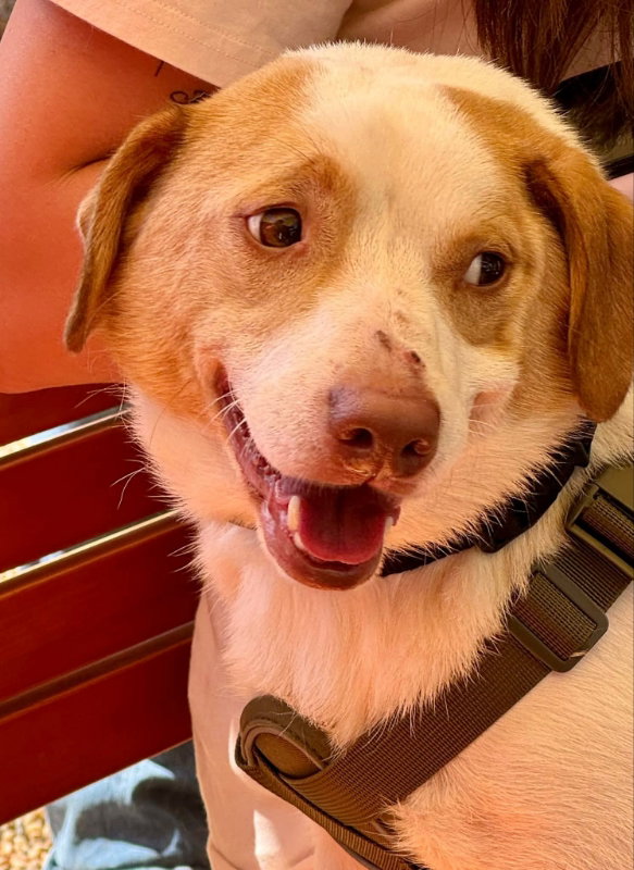 Joey *Adoption Pending*