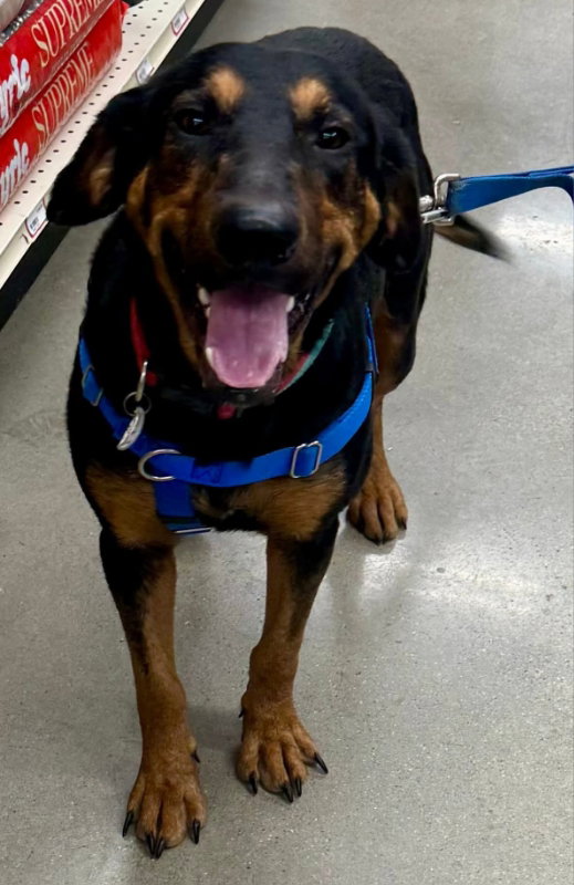 Bones *Adopt*