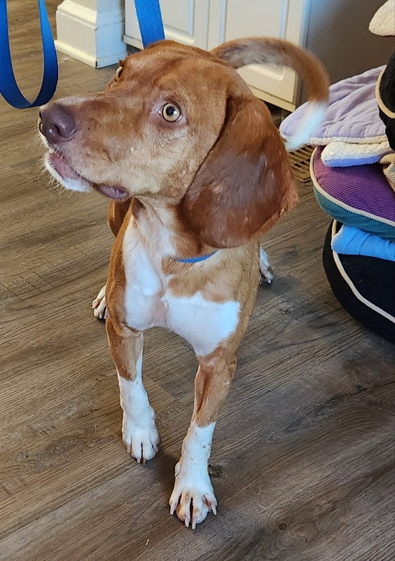 Ryder *Adoption Pending*