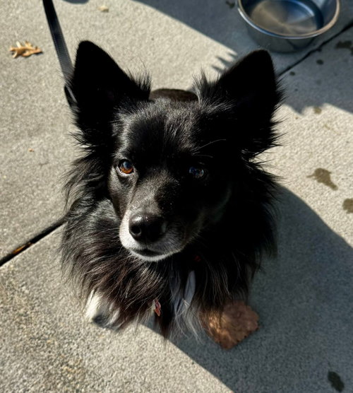 Snoopy *Adopt or Foster*, an adoptable Border Collie in Fairfax, VA