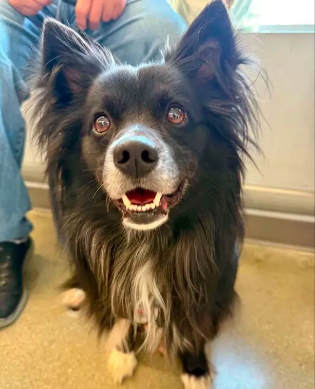 Snoopy Adopt Or Foster - Border Collie