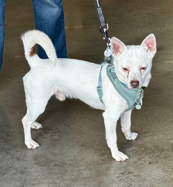 Ace *Adopt or Foster