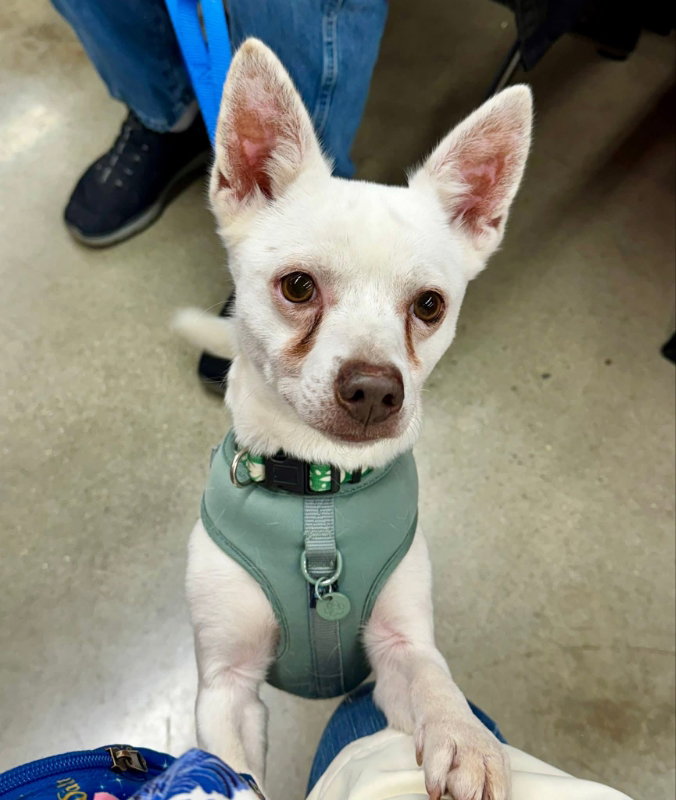 Ace *Adopt or Foster