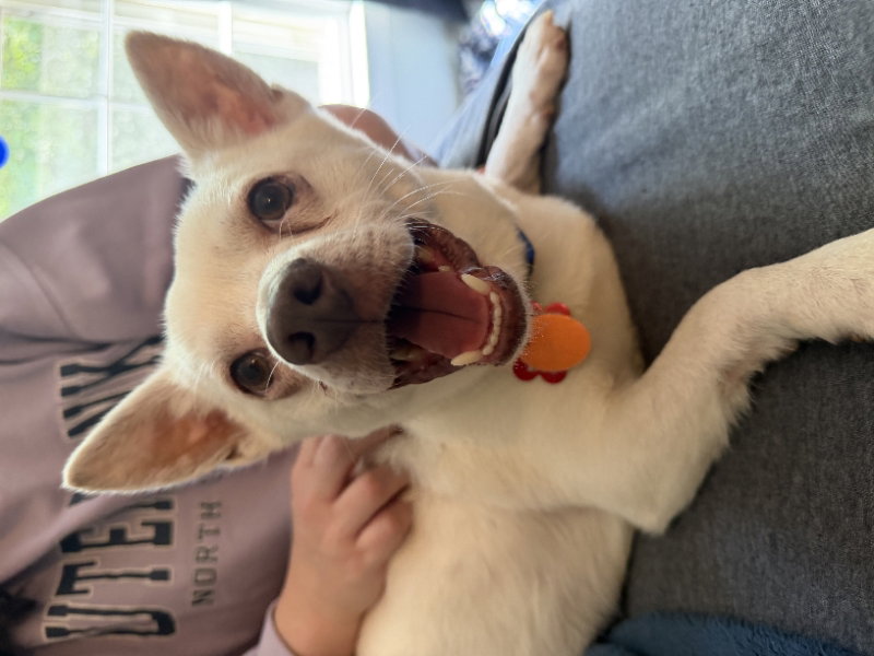 Ace *Adopt*