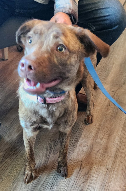 Dolly *Adopt or Foster*