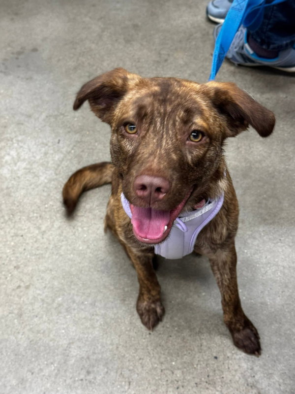Dolly *Adopt or Foster*