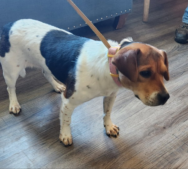 Honey *Adopt or Foster*
