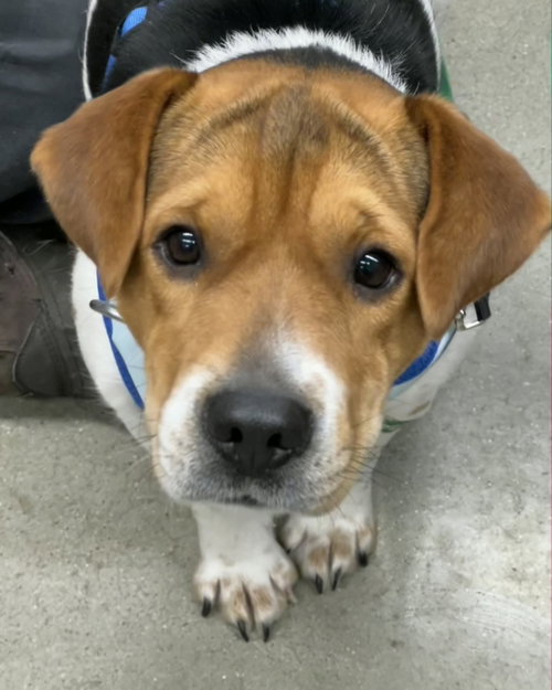 Honey *Adopt or Foster*, an adoptable Beagle in Fairfax, VA