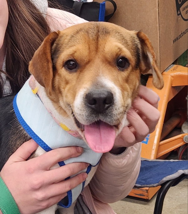Honey *Adopt or Foster*