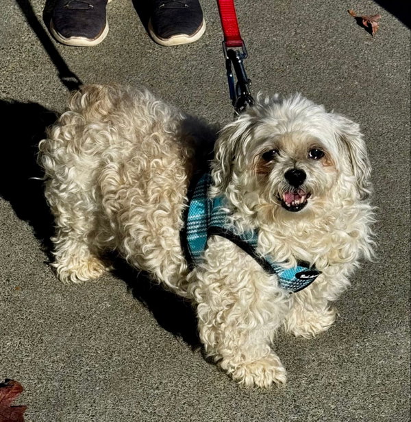 Leo *Adopt*