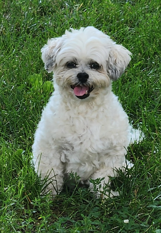 Leo *Adopt*