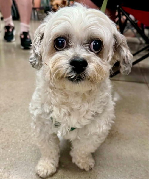 Leo *Adopt*, an adoptable Bichon Frise in Fairfax, VA