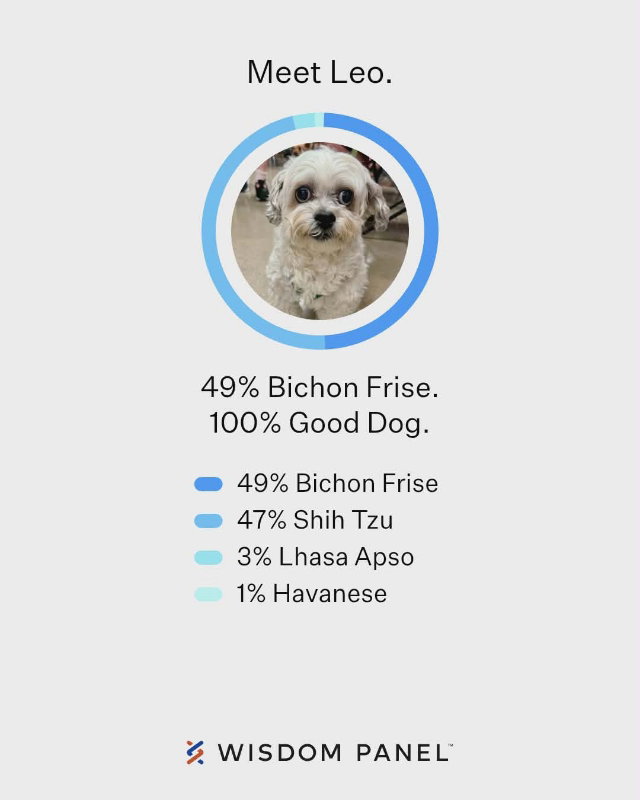 Leo *Adopt*