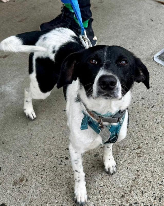 Buddy*Adoption Pending*
